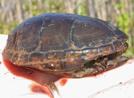Eastern Mud Turtle